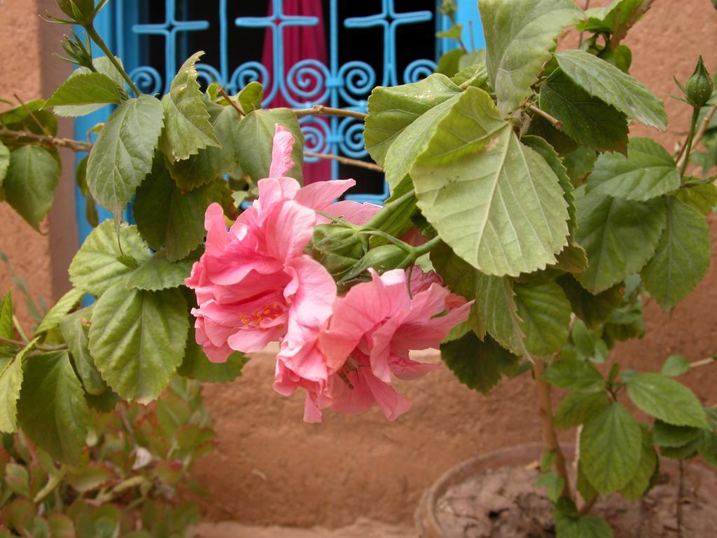 Kasbah Iswan Bed & Breakfast Kelaat-M'Gouna Eksteriør bilde
